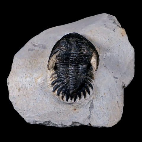 1.6" Metacanthina Issoumourensis Trilobite Fossil Devonian Age 400 Mil Yrs Old COA - Fossil Age Minerals