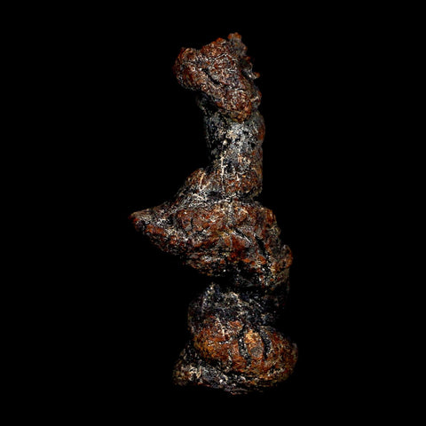 2.8" Prehistoric Coprolite Fossil Specimen Poop Dung Miocene Age Madagascar COA