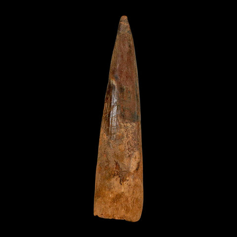 XL 3.5" Spinosaurus Fossil Tooth 100 Million Years Old Cretaceous Dinosaur COA - Fossil Age Minerals