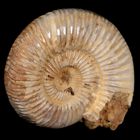 68MM Polished Perisphinctes Ammonite Fossil Nautilus Madagascar Jurassic Age COA - Fossil Age Minerals
