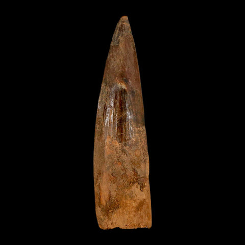 XL 3.5" Spinosaurus Fossil Tooth 100 Million Years Old Cretaceous Dinosaur COA - Fossil Age Minerals