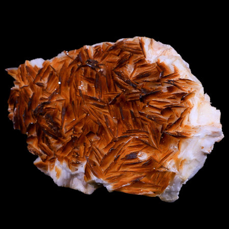 XL 4.6" Orange Barite Blades Crystal Mineral Specimen Mabladen Morocco