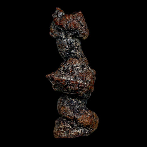 2.8" Prehistoric Coprolite Fossil Specimen Poop Dung Miocene Age Madagascar COA