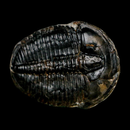 1.5" Elrathia Kingi Trilobite Fossil Utah Cambrian Age 521 Million Years Old COA