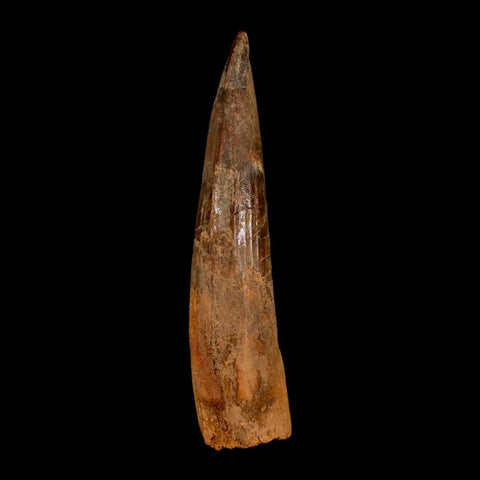 XL 3.5" Spinosaurus Fossil Tooth 100 Million Years Old Cretaceous Dinosaur COA - Fossil Age Minerals