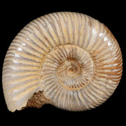 68MM Polished Perisphinctes Ammonite Fossil Nautilus Madagascar Jurassic Age COA