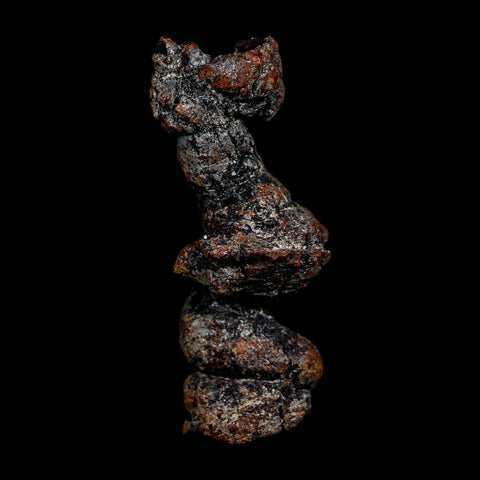 2.8" Prehistoric Coprolite Fossil Specimen Poop Dung Miocene Age Madagascar COA