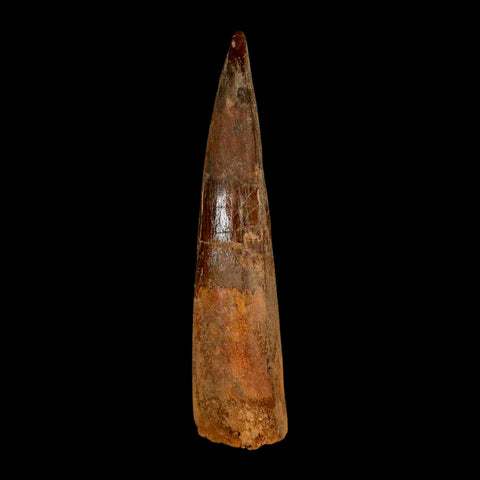 XL 3.5" Spinosaurus Fossil Tooth 100 Million Years Old Cretaceous Dinosaur COA - Fossil Age Minerals