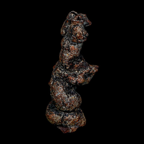 2.8" Prehistoric Coprolite Fossil Specimen Poop Dung Miocene Age Madagascar COA