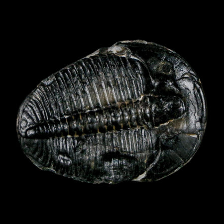 1.5" Elrathia Kingi Trilobite Fossil Utah Cambrian Age 521 Million Years Old COA