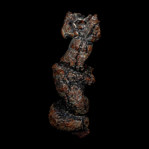 2.8" Prehistoric Coprolite Fossil Specimen Poop Dung Miocene Age Madagascar COA