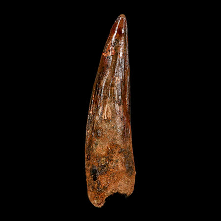 XL 3.6" Spinosaurus Fossil Tooth 100 Million Years Old Cretaceous Dinosaur COA