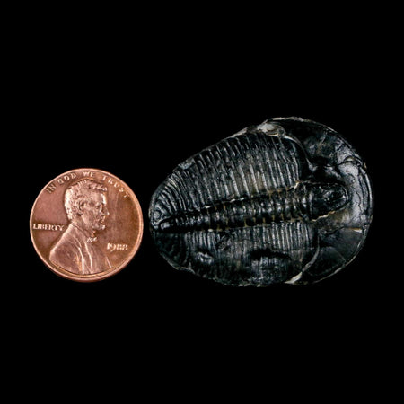 1.5" Elrathia Kingi Trilobite Fossil Utah Cambrian Age 521 Million Years Old COA