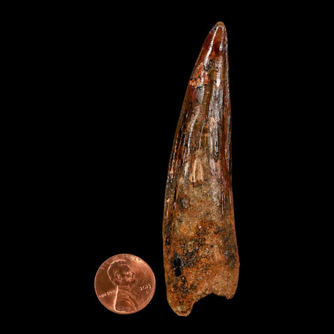 XL 3.6" Spinosaurus Fossil Tooth 100 Million Years Old Cretaceous Dinosaur COA - Fossil Age Minerals