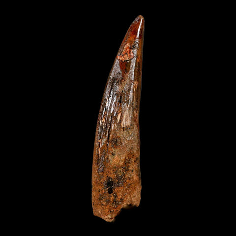 XL 3.6" Spinosaurus Fossil Tooth 100 Million Years Old Cretaceous Dinosaur COA - Fossil Age Minerals
