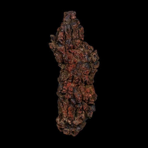 3.1" Prehistoric Coprolite Fossil Specimen Poop Dung Miocene Age Madagascar COA