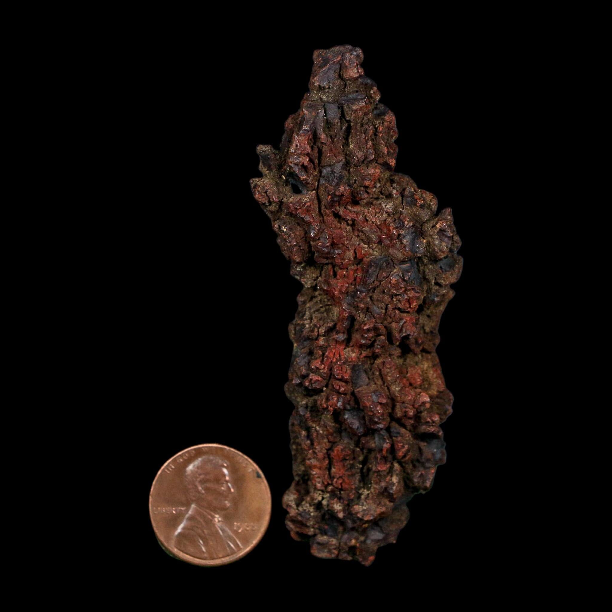 3.1" Prehistoric Coprolite Fossil Specimen Poop Dung Miocene Age Madagascar COA - Fossil Age Minerals