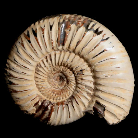 61MM Polished Perisphinctes Ammonite Fossil Nautilus Madagascar Jurassic Age COA