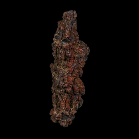3.1" Prehistoric Coprolite Fossil Specimen Poop Dung Miocene Age Madagascar COA