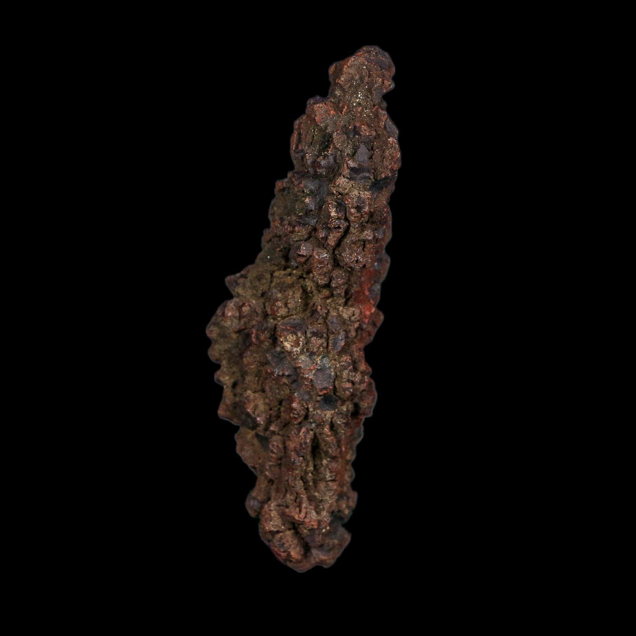 3.1" Prehistoric Coprolite Fossil Specimen Poop Dung Miocene Age Madagascar COA - Fossil Age Minerals