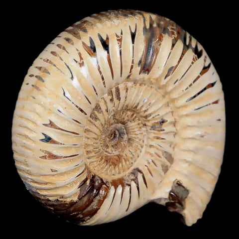 61MM Polished Perisphinctes Ammonite Fossil Nautilus Madagascar Jurassic Age COA - Fossil Age Minerals