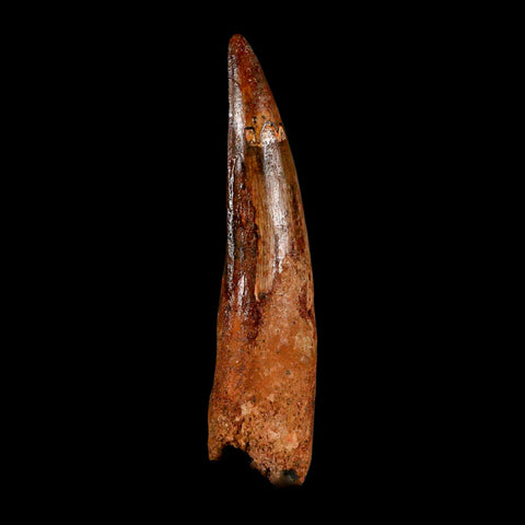 XL 3.6" Spinosaurus Fossil Tooth 100 Million Years Old Cretaceous Dinosaur COA - Fossil Age Minerals