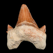 1.9" Otodus Obliquus Shark Fossil Tooth Specimen Oued Zem Morocco COA