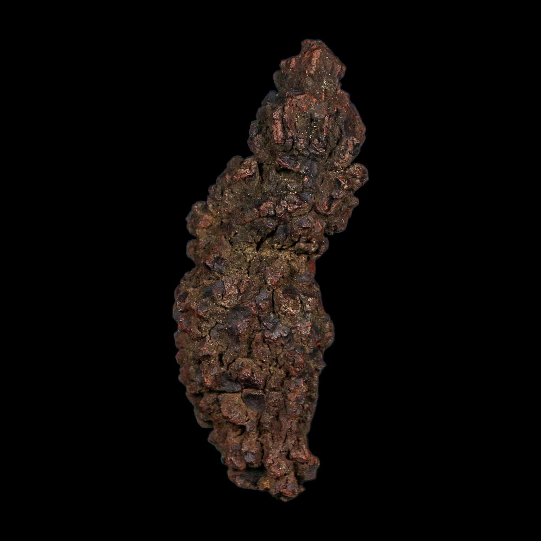 3.1" Prehistoric Coprolite Fossil Specimen Poop Dung Miocene Age Madagascar COA - Fossil Age Minerals