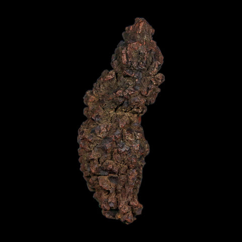3.1" Prehistoric Coprolite Fossil Specimen Poop Dung Miocene Age Madagascar COA