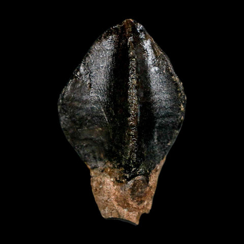 XL 1.3" Triceratops Fossil Crown Tooth Hell Creek FM Cretaceous Dinosaur MT COA - Fossil Age Minerals