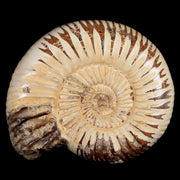 61MM Polished Perisphinctes Ammonite Fossil Nautilus Madagascar Jurassic Age COA