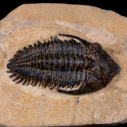 2.2" Hollardops Mesocristata Trilobite Fossil Devonian Morocco 400 Million Yrs Old COA