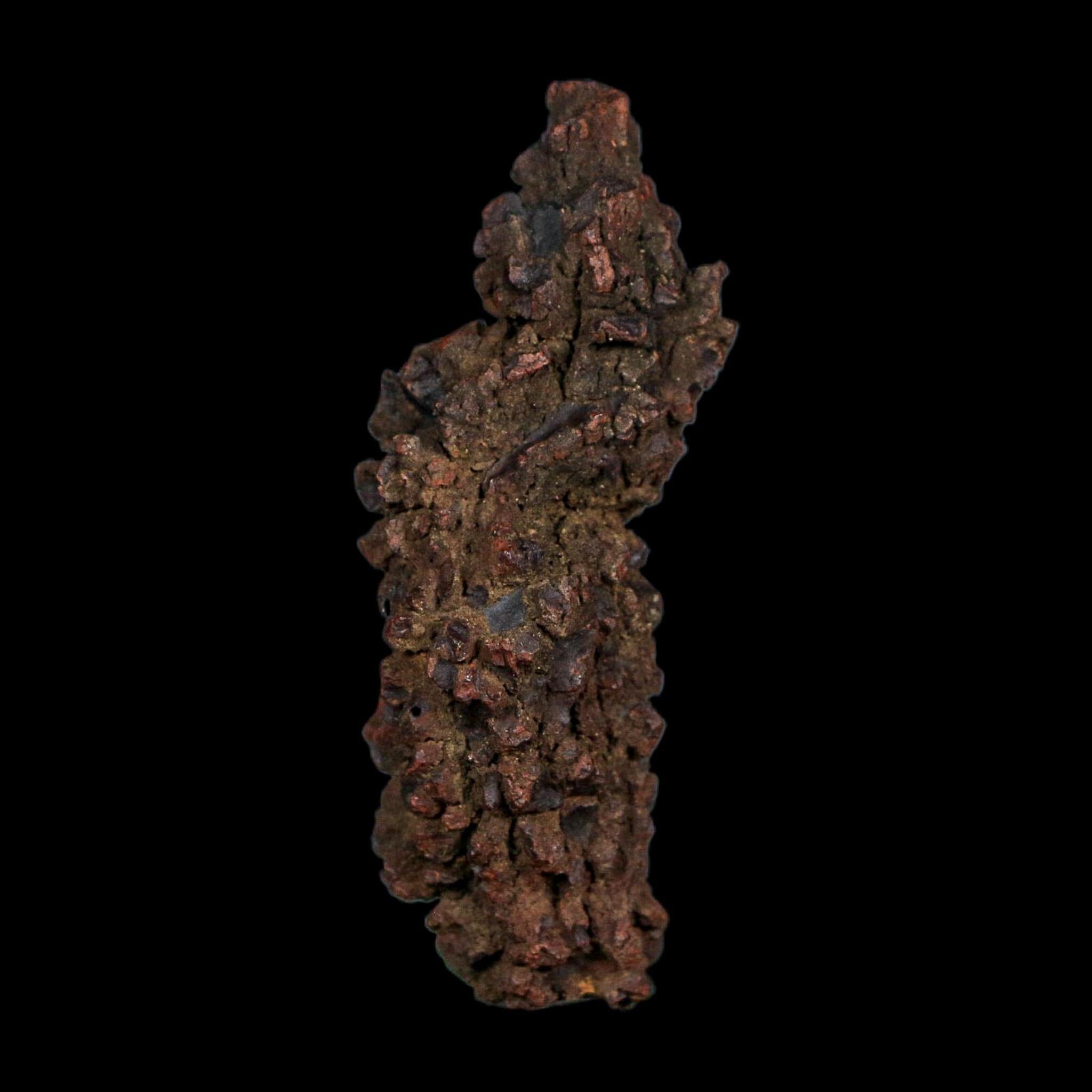 3.1" Prehistoric Coprolite Fossil Specimen Poop Dung Miocene Age Madagascar COA - Fossil Age Minerals