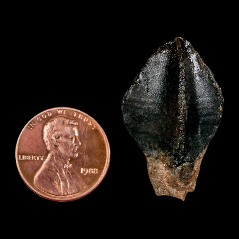 XL 1.3" Triceratops Fossil Crown Tooth Hell Creek FM Cretaceous Dinosaur MT COA - Fossil Age Minerals