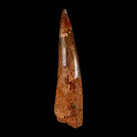 XL 3.6" Spinosaurus Fossil Tooth 100 Million Years Old Cretaceous Dinosaur COA - Fossil Age Minerals