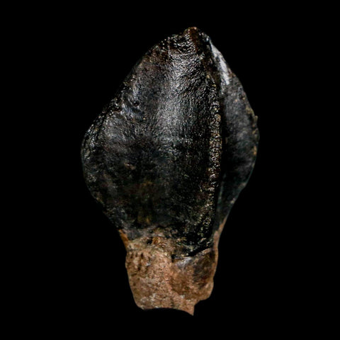 XL 1.3" Triceratops Fossil Crown Tooth Hell Creek FM Cretaceous Dinosaur MT COA - Fossil Age Minerals