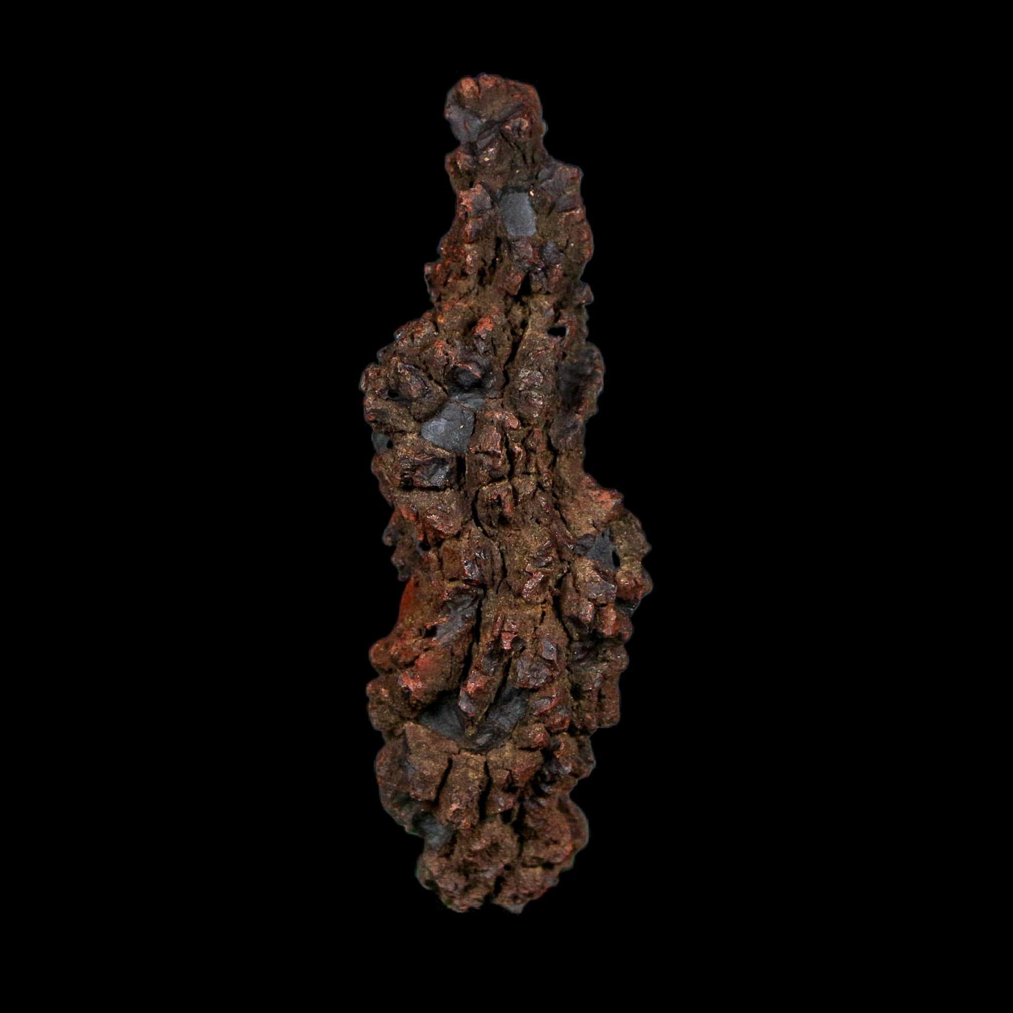 3.1" Prehistoric Coprolite Fossil Specimen Poop Dung Miocene Age Madagascar COA - Fossil Age Minerals