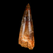 2.9" Spinosaurus Fossil Tooth 100 Million Years Old Cretaceous Dinosaur COA
