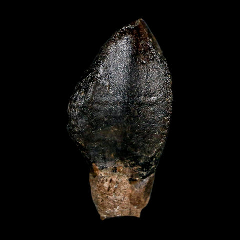 XL 1.3" Triceratops Fossil Crown Tooth Hell Creek FM Cretaceous Dinosaur MT COA - Fossil Age Minerals