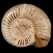 58MM Polished Perisphinctes Ammonite Fossil Nautilus Madagascar Jurassic Age COA