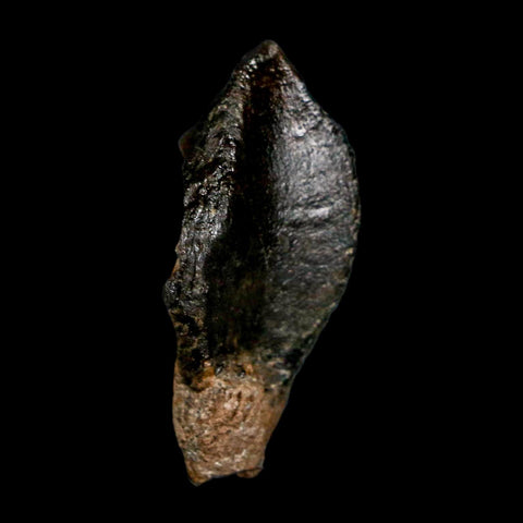 XL 1.3" Triceratops Fossil Crown Tooth Hell Creek FM Cretaceous Dinosaur MT COA - Fossil Age Minerals