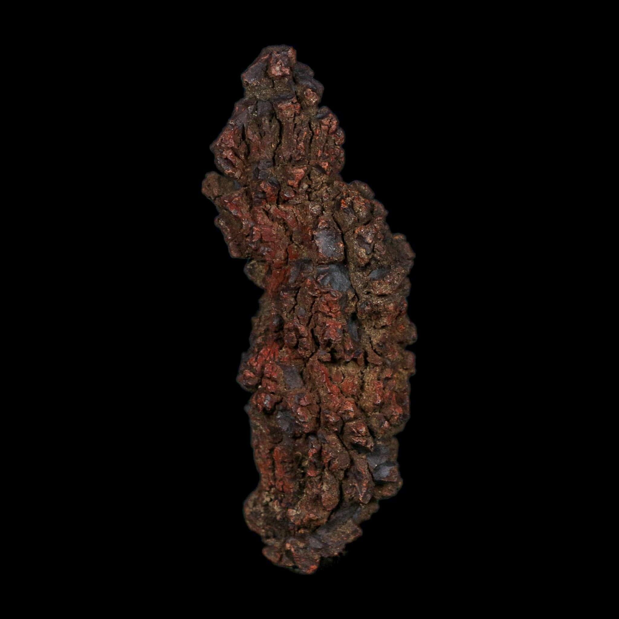 3.1" Prehistoric Coprolite Fossil Specimen Poop Dung Miocene Age Madagascar COA - Fossil Age Minerals