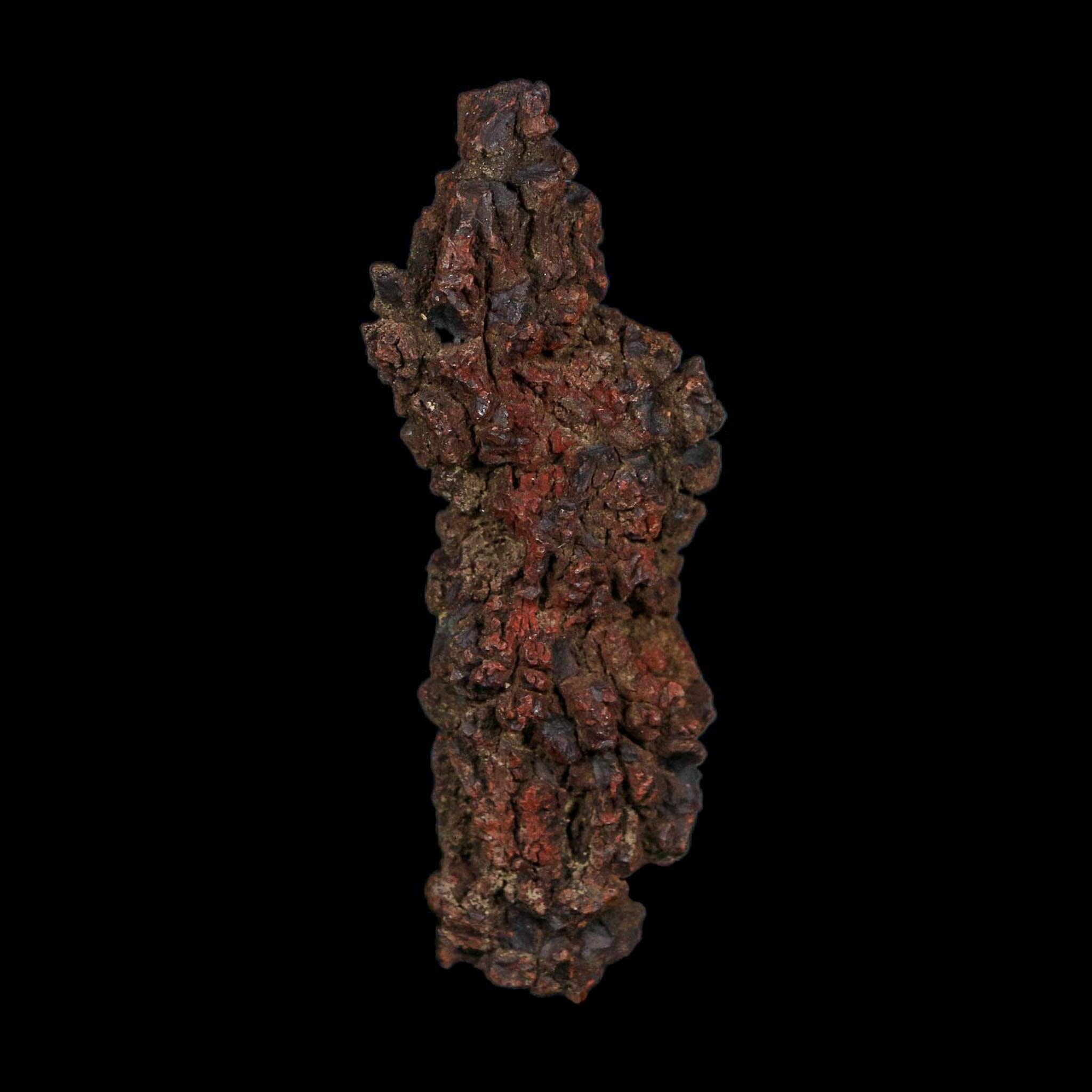 3.1" Prehistoric Coprolite Fossil Specimen Poop Dung Miocene Age Madagascar COA - Fossil Age Minerals
