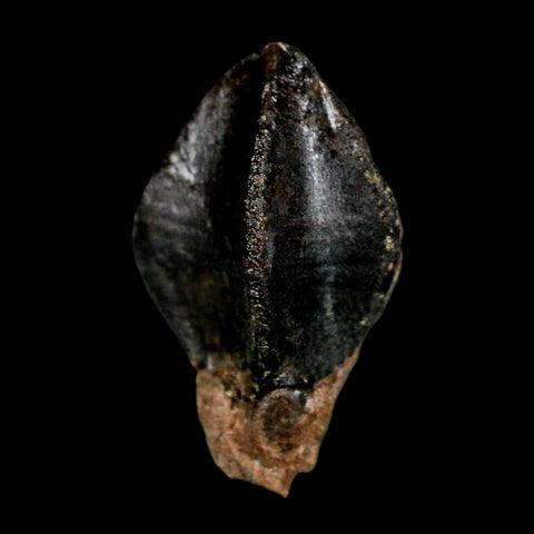 XL 1.3" Triceratops Fossil Crown Tooth Hell Creek FM Cretaceous Dinosaur MT COA - Fossil Age Minerals