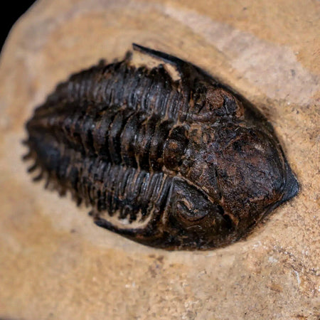 2.2" Hollardops Mesocristata Trilobite Fossil Devonian Morocco 400 Million Yrs Old COA