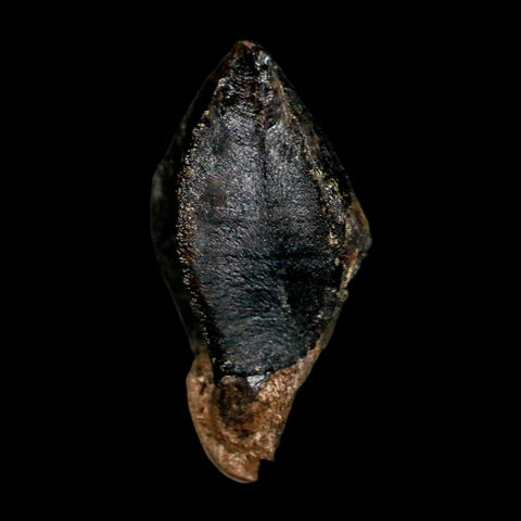 XL 1.3" Triceratops Fossil Crown Tooth Hell Creek FM Cretaceous Dinosaur MT COA - Fossil Age Minerals