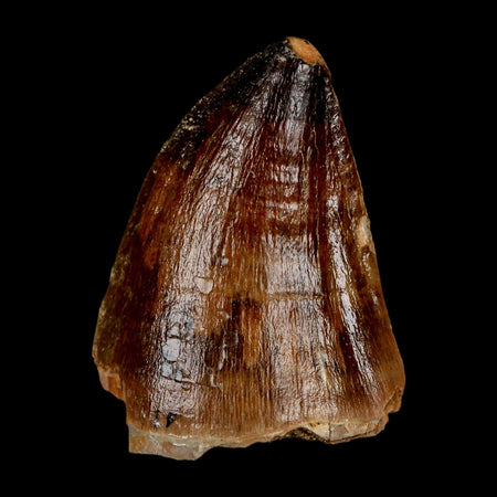 XL 2" Mosasaur Prognathodon Fossil Tooth Cretaceous Dinosaur Era COA & Stand