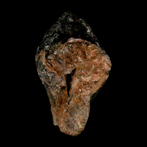 XL 1.3" Triceratops Fossil Crown Tooth Hell Creek FM Cretaceous Dinosaur MT COA - Fossil Age Minerals