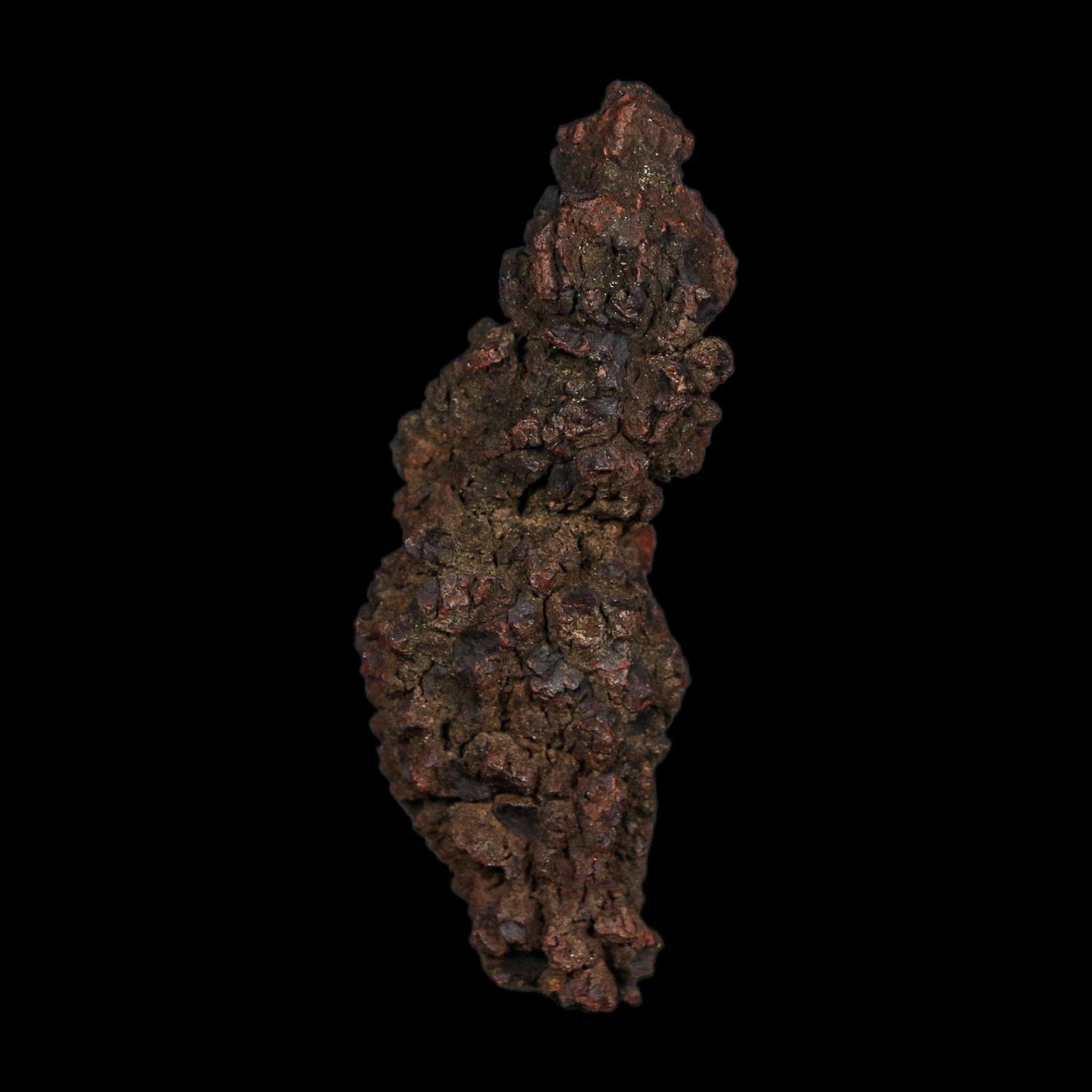 3.6" Prehistoric Coprolite Fossil Specimen Poop Dung Miocene Age Madagascar COA - Fossil Age Minerals