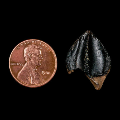 XL 0.9" Triceratops Fossil Crown Tooth Hell Creek FM Cretaceous Dinosaur MT COA